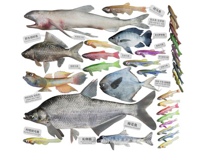 现代海洋生物、海鲜、鱼3d模型 现代海洋生物、海鲜、鱼