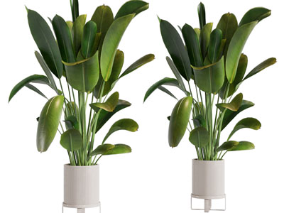 现代花盆盆栽植物