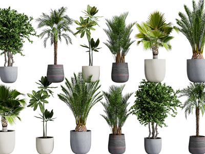 现代花盆盆栽植物