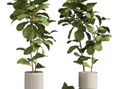 现代花盆盆栽植物