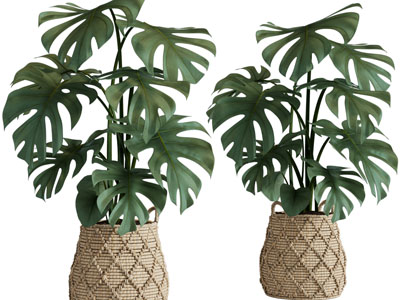 北欧藤编花盆盆栽植物