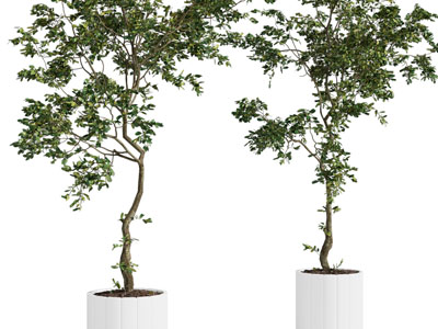 现代花盆盆栽植物