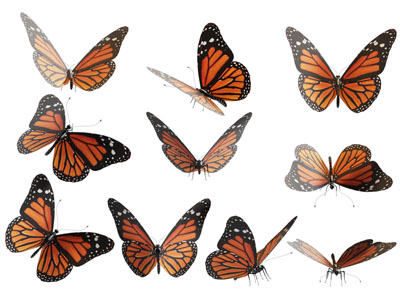 现代蝴蝶3d模型 现代蝴蝶