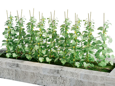 现代水泥花坛黄瓜藤蔓植物