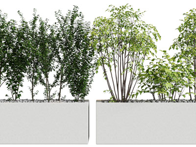 现代户外花盆花箱盆栽树木植物