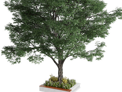 现代树池景观树木