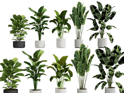 现代花盆盆栽植物