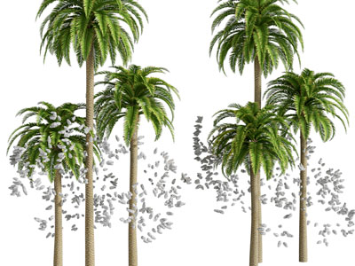 现代椰子树