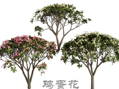 现代开满花朵的鸡蛋花树、灌木植物