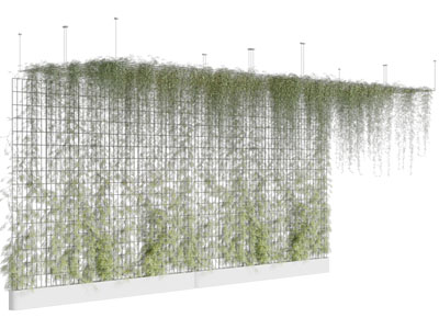 现代藤蔓植物、植物墙
