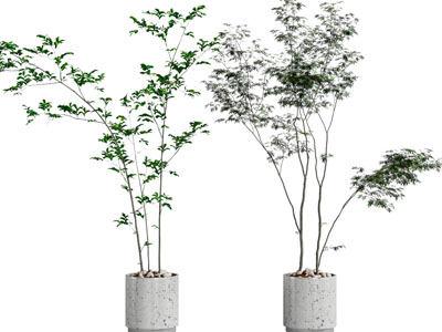 现代花盆盆栽植物