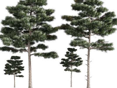 现代高耸的松树