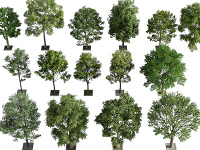 现代道旁景观树木