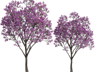 现代开满紫色花朵的景观树