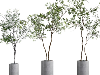 现代水泥花盆盆栽植物