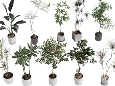 现代花盆盆栽植物