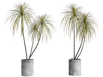 现代水泥花盆盆栽植物