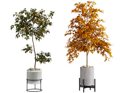 现代花盆小树盆栽植物