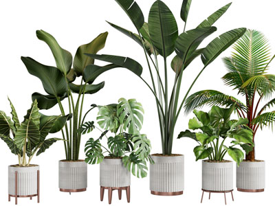 现代白色花盆盆栽植物