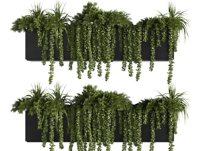 现代花盆藤蔓植物