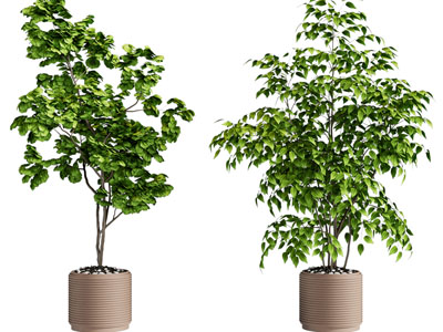 现代圆形花盆树木盆栽植物