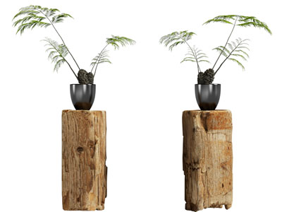 现代花盆盆栽植物