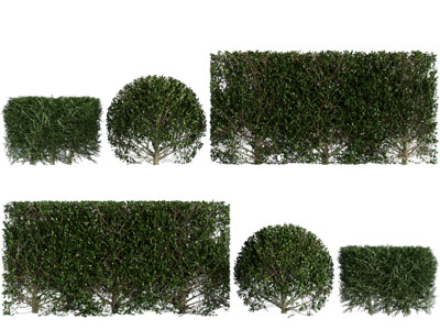 现代方形、圆形灌木丛绿植