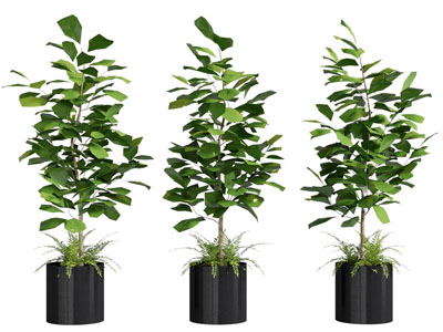 现代花盆盆栽植物