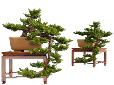 新中式松树盆景盆栽