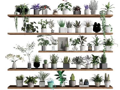 现代花盆盆栽植物