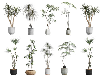 现代花盆盆栽植物