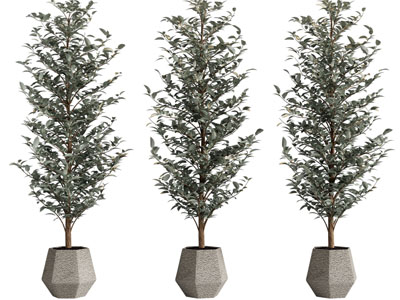 现代花盆盆栽植物