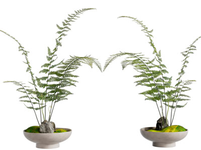 新中式花盆盆景盆栽植物