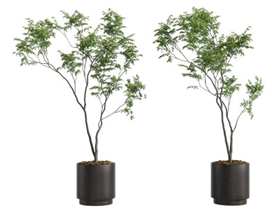 现代圆形花盆盆栽植物