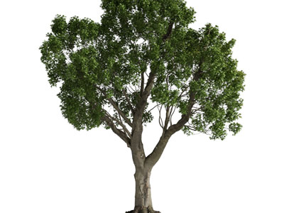 现代粗壮的大树