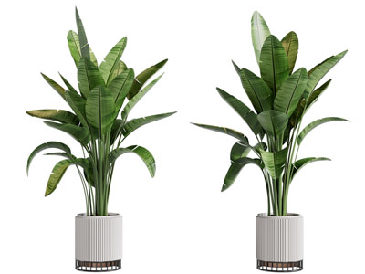 现代花盆盆栽植物