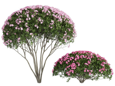 现代开满花朵的灌木丛