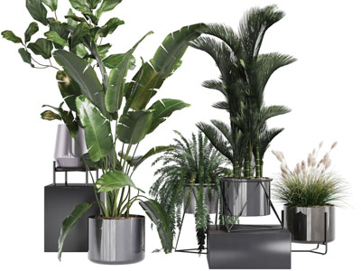 现代花盆盆栽植物