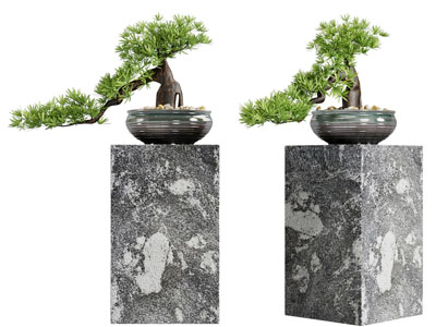 新中式松树盆景盆栽