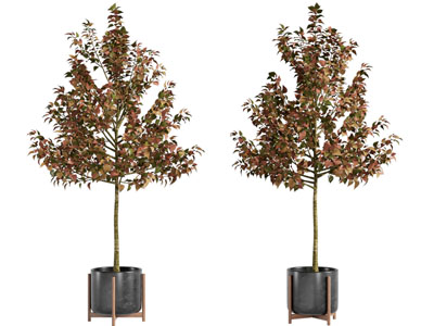 现代黑色花盆树木盆栽植物