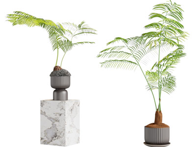 现代花盆盆栽植物