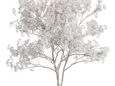 现代开满白色花朵的树木