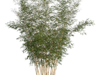 新中式竹子