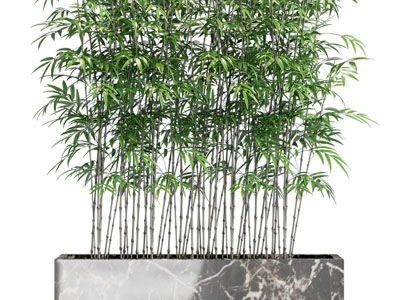 新中式花坛竹子盆栽植物