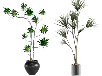 现代花盆盆栽植物