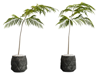 现代花盆盆栽植物