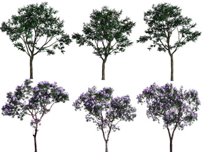 现代开满花朵的景观树木