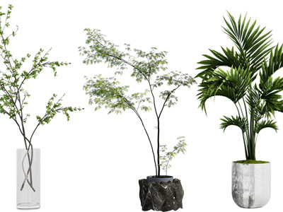 现代花盆盆栽植物