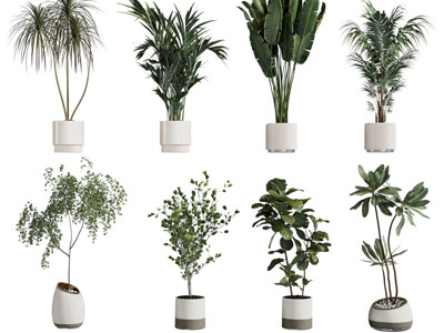 现代花盆盆栽植物