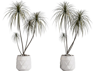 现代花盆盆栽植物